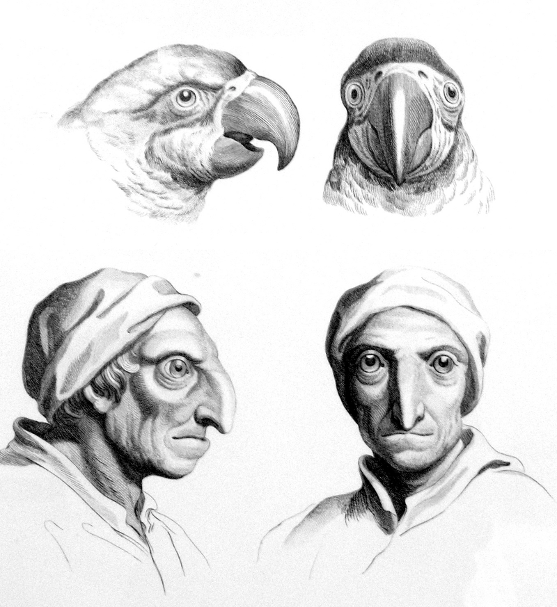 Illustration for article titled Baroque-Era Drawings Reveal Early Ideas About Evolution
